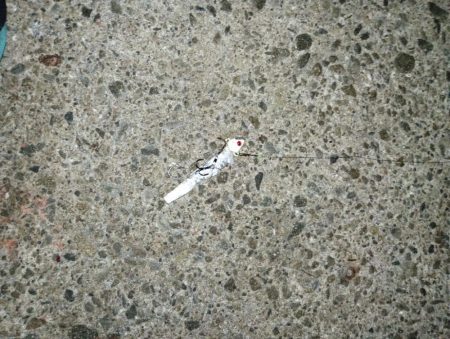 また一匹だけ…