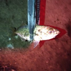 強風ベイトフィネス!