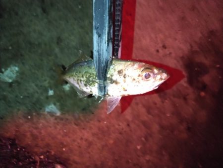 強風ベイトフィネス!