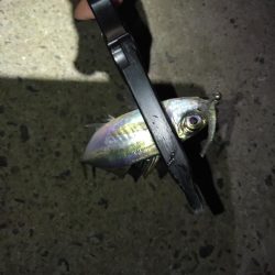 どこでやっても豆鯵!