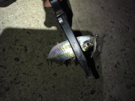 どこでやっても豆鯵!