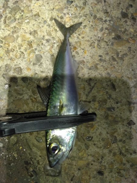 場所が変われば釣果も変わる？