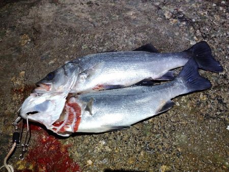 強風によりランガン