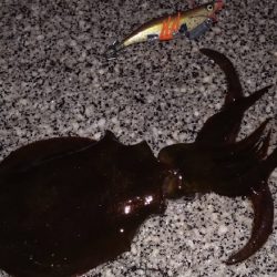 リメイク餌木で2連発🦑