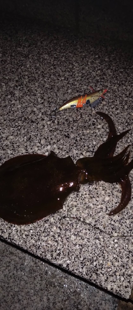 リメイク餌木で2連発🦑