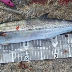 鰤はフック折れで逃した…(泣)