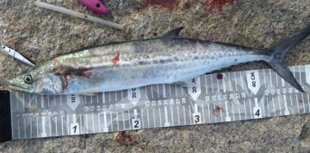 鰤はフック折れで逃した…(泣)