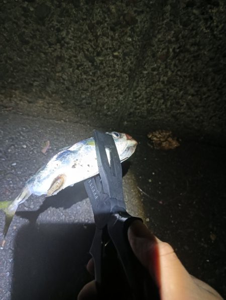 地味に五目釣り達成