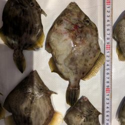 カワハギ◎みのすけ