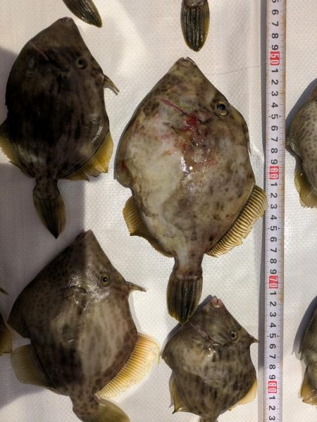 カワハギ◎みのすけ