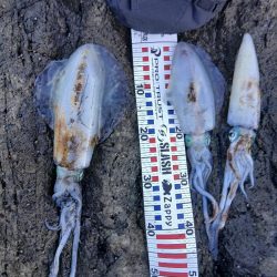 第五回2025秋エギング調査