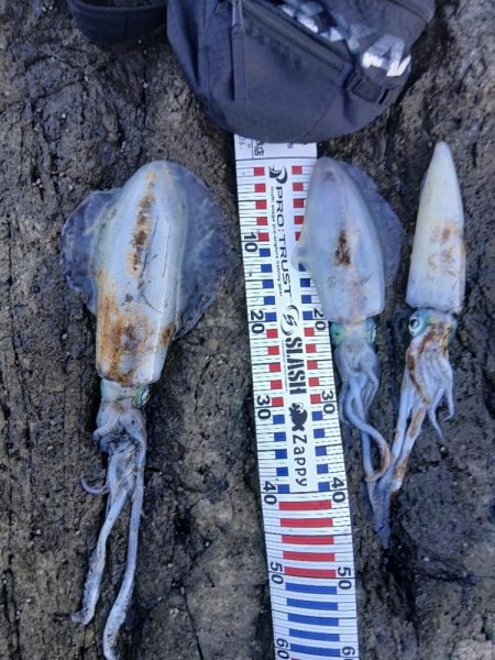 第五回2025秋エギング調査