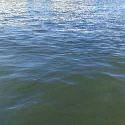 3週間ぶりに今ｼｰｽﾞﾝ5匹目