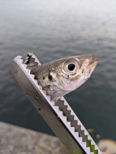 キス狙いのはずが