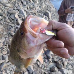 リアクションの釣りで3本