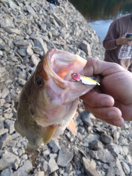 リアクションの釣りで3本