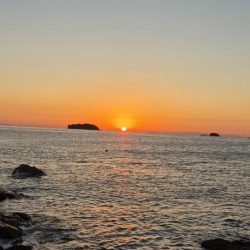 みんな青物は何処へ