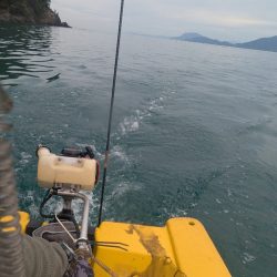 怒涛の5連チャン!でもその後は