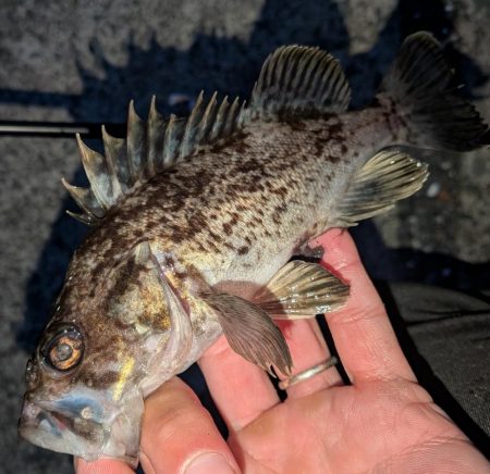 青森遠征ライトロック1日目