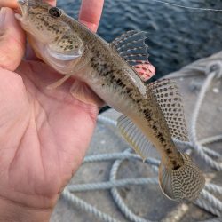 青森遠征ライトロック2日目アイナメ登場