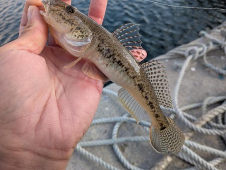 青森遠征ライトロック2日目アイナメ登場