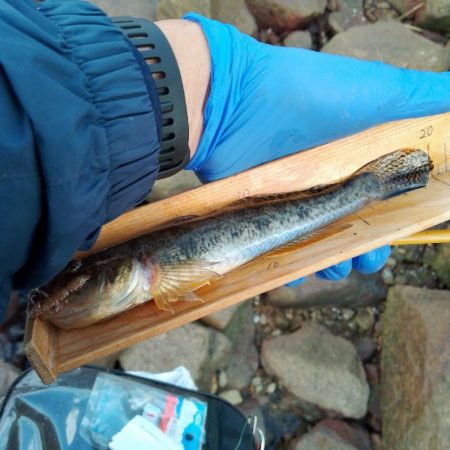 ようやく20cm超えのマハゼ