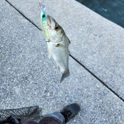 広島市内河川満喫フィッシング