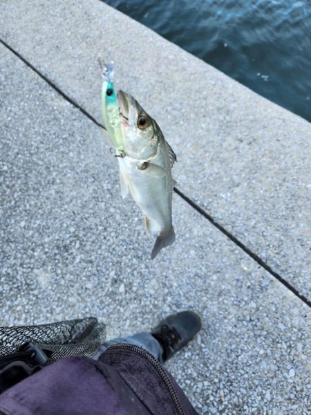 広島市内河川満喫フィッシング