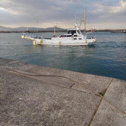 初ホウボウ＆白甘鯛