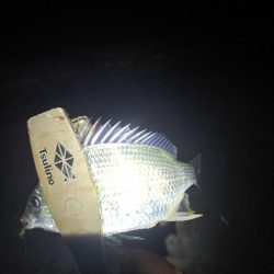 湧いた良型サヨリからのアジ