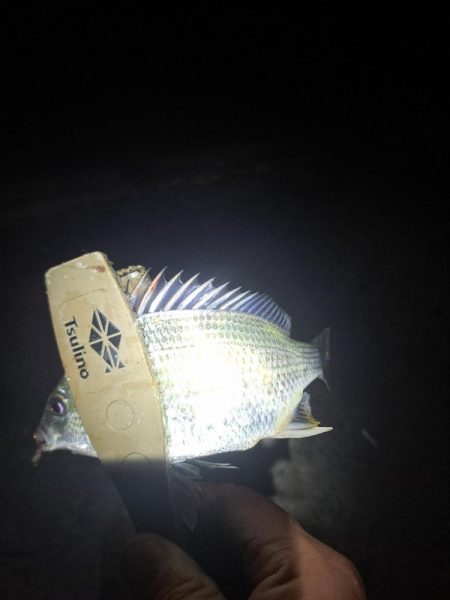 湧いた良型サヨリからのアジ