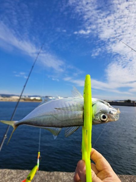 逢えたデカあじ