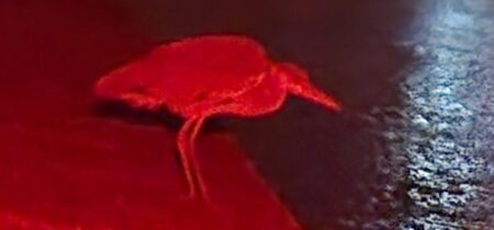 今日は根魚狙いで