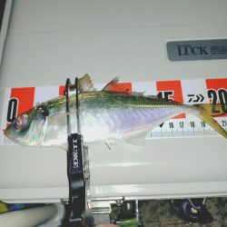 毎年恒例アジ狙いのカゴ釣り🎣