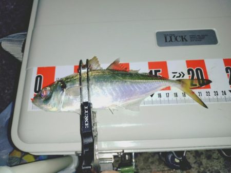 毎年恒例アジ狙いのカゴ釣り🎣