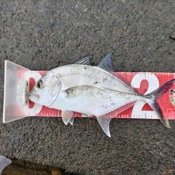 シーバスフィッシング