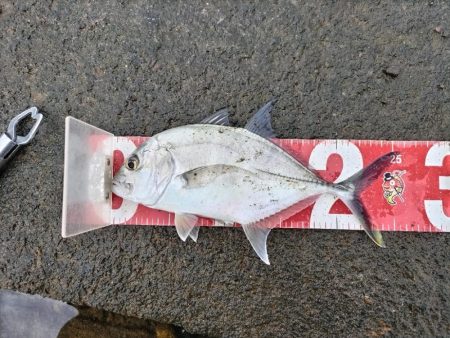 シーバスフィッシング