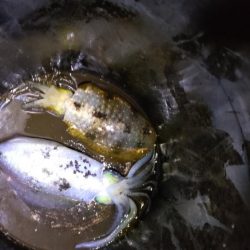 極寒ティップラン