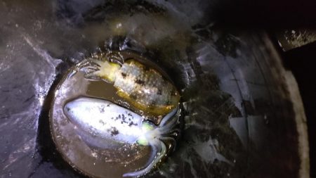 極寒ティップラン