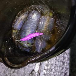 ティップラン終盤戦