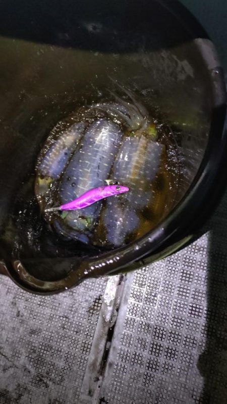 ティップラン終盤戦