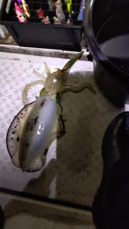 広島湾ティップラン最終戦