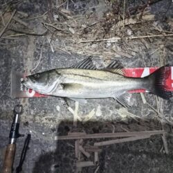 ナイトシーバスをキャッチ！