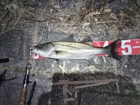 ナイトシーバスをキャッチ！