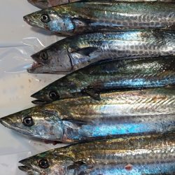 ショアジギング サゴシ祭り