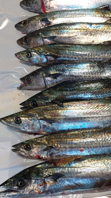 ショアジギング サゴシ祭り