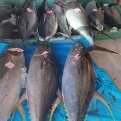 キハダ完全フカセ