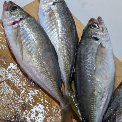 エレベーター式飲ませ釣り