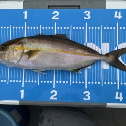 雨の中で一つテンヤ頑張りました