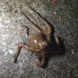 夕方から夜釣りで太刀魚秋イカ調査！